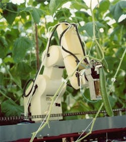 Robotic cucumber harvester. Source: www.ieee-ras.org