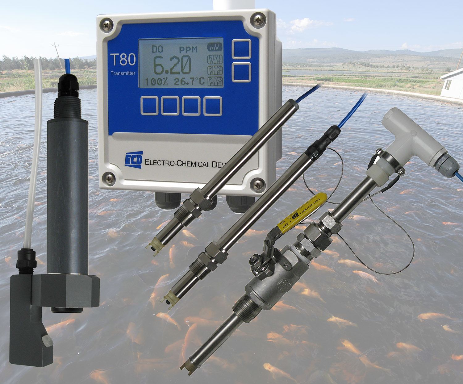 70931EcdT80水产业hi