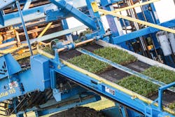 The grass slabs traverse the conveyor, and image sensors register the exact location for the handoff to the pallet stacker.