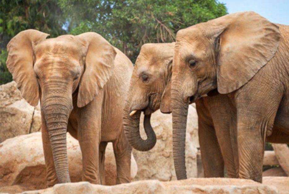Elephants at New York Zoo