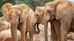 Elephants at New York Zoo