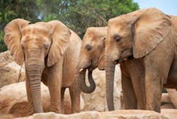 Elephants at New York Zoo Elephants at New York Zoo