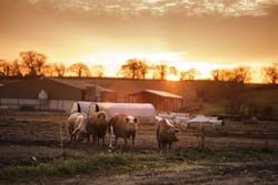 Stop Counterfeiting Straight From the Farm Stop Counterfeiting Straight From the Farm