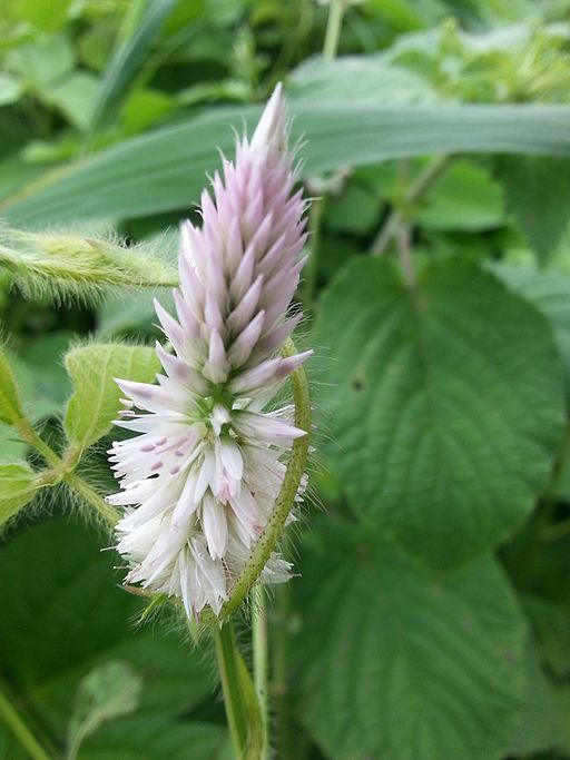 Beautiful wildflower
