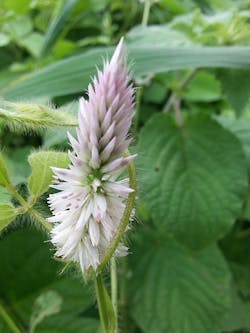 Beautiful wildflower Beautiful wildflower