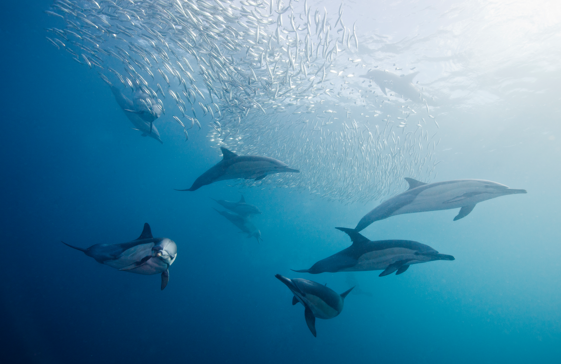 Getty Images Dolphins