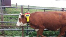 Small solar PV panels in combination with industrial grade Li-ion batteries power are used to track the health and status of animal herds. Small solar PV panels in combination with industrial grade Li-ion batteries power are used to track the health and status of animal herds.