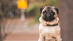 47797 Petshop Dog 47797 Petshop Dog