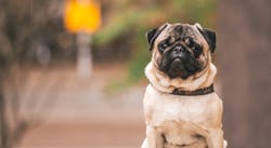 47797 Petshop Dog 618d9bcd4f0fb 47797 Petshop Dog 618d9bcd4f0fb