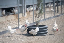 MPS is focused on better animal welfare, reducing food waste and cutting carbon emissions to achieve carbon-neutral egg production. Photo: Jared Christiansen. Source: ABB MPS is focused on better animal welfare, reducing food waste and cutting carbon emissions to achieve carbon-neutral egg production. Photo: Jared Christiansen. Source: ABB